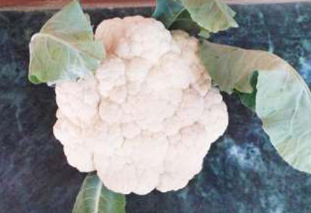 Image of Sanjeev Selection: Improved Cauliflower Variety